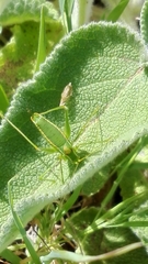 Odontura glabricauda