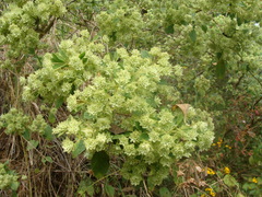Lippia umbellata