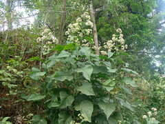 Critonia morifolia
