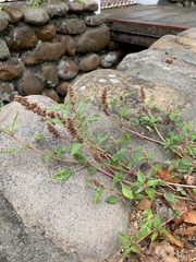 Amaranthus deflexus