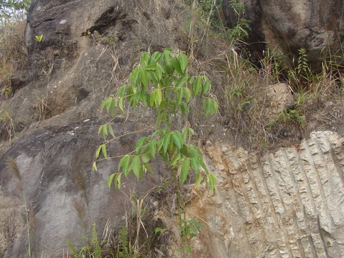Piper aduncum, photograph 3