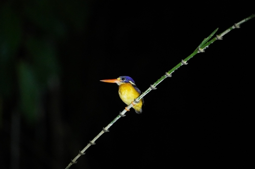 Moluccan Dwarf Kingfisher (Ceyx lepidus)