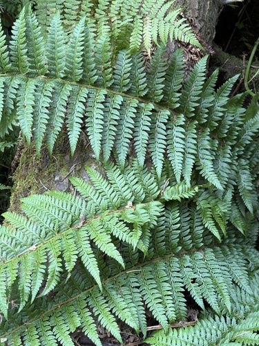 Polystichum kwakiutlii