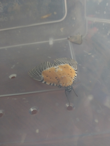 Broad-winged Tiger Moth