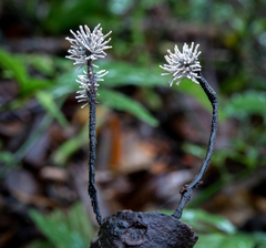 Xylaria comosa