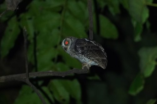 Moluccan Scops Owl (Otus magicus), photo 2