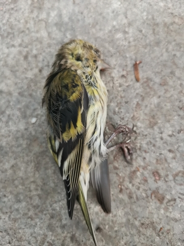 Eurasian Siskin