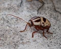 Cryptocephalus leucomelas