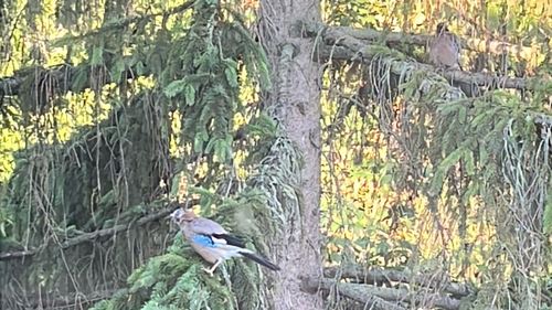 Eurasian Jay