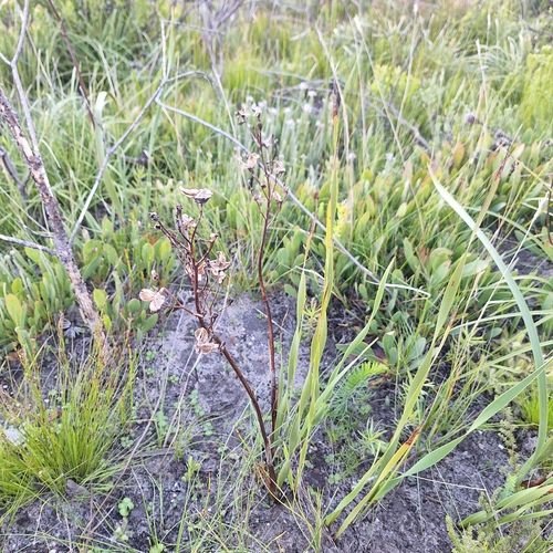 Pillansia templemannii
