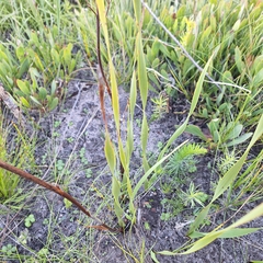 Pillansia templemannii, photograph (c) Adele SL, some rights reserved (CC BY)
