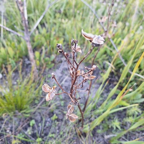 Pillansia templemannii, photograph 2