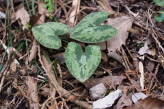 Asarum nipponicum nipponicum