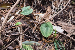 Asarum nipponicum nipponicum