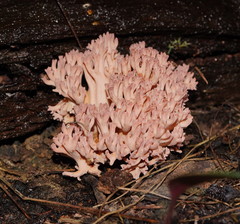 Ramaria australiana