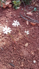Iberis pectinata