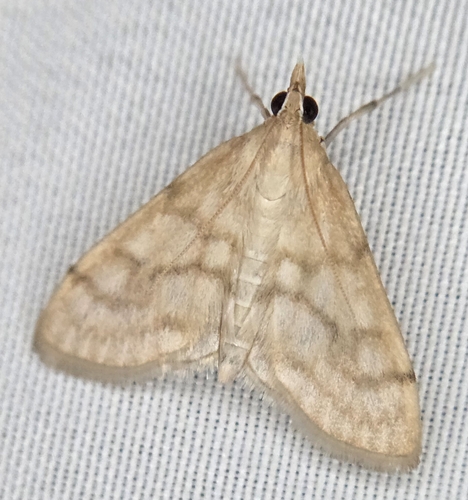 Scarce Straw Pearl photo 4