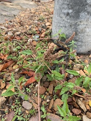 Amaranthus deflexus