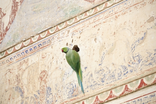 Rose-ringed Parakeet