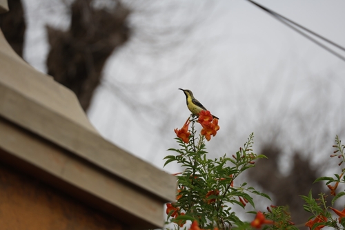 Purple Sunbird