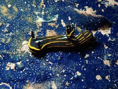 Tambja affinis