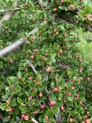 Apis mellifera
