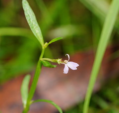 Lobelia anceps