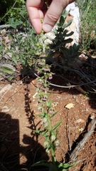 Epipactis helleborine tremolsii