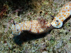 Hypselodoris pulchella