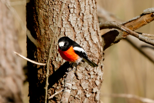 Scarlet Robin