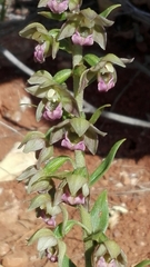 Epipactis helleborine tremolsii