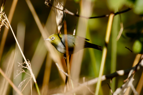 Silvereye