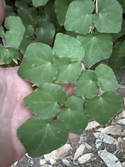 Vancouveria planipetala