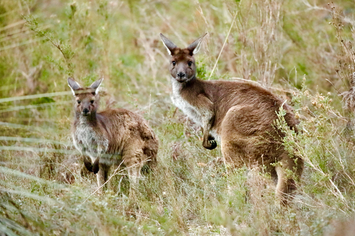 Mainland Western Grey Kangaroo