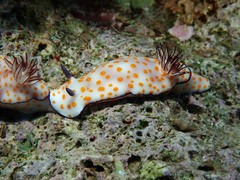 Hypselodoris pulchella