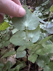 Vancouveria planipetala, photograph (c) Miriam Sachs Martin, some rights reserved (CC BY)