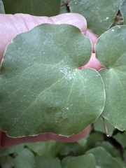 Vancouveria planipetala, photograph (c) Miriam Sachs Martin, some rights reserved (CC BY)