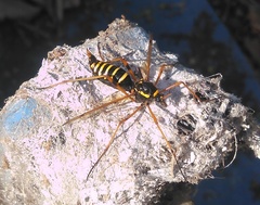 Ctenophora flaveolata