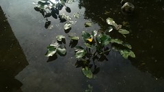 Nuphar japonica
