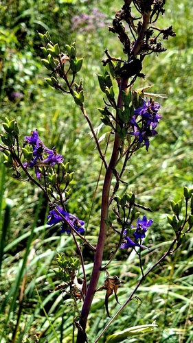 Delphinium cuneatum, photograph 1