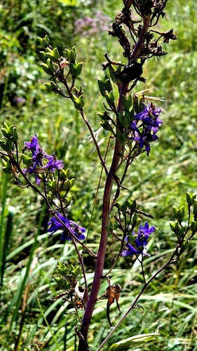 Delphinium cuneatum, photograph 2