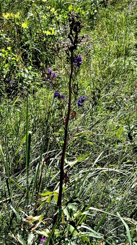 Delphinium cuneatum, photograph 3
