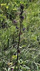 Delphinium cuneatum, photograph (c) Анна Митрошенкова, some rights reserved (CC BY)