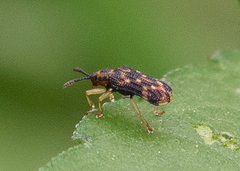 Sumitrosis inaequalis