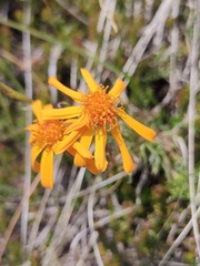 Jacobaea abrotanifolia