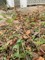 Amaranthus deflexus