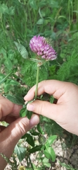Trifolium pratense