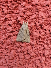 Acronicta psi