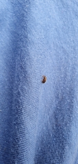 Lignyodes enucleator