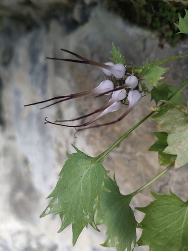 Physoplexis comosa, photograph 2